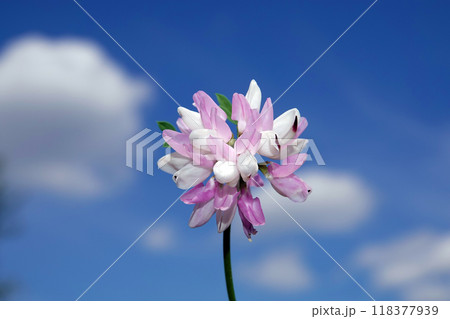 The flower of the variegated axe-fruit or the multicolored elm is a species of flowering plant, the legume family The flower of the variegated axe-fruit or the multicolored elm is a species of flowering plant, the legume family 118377939