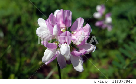 The flower of the variegated axe-fruit or the multicolored elm is a species of flowering plant, the legume family The flower of the variegated axe-fruit or the multicolored elm is a species of flowering plant, the legume family 118377940