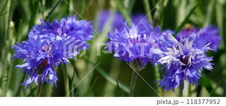 Flowers Cornflower blue or cornflower is an annual herbaceous meadow plant, a species of the genus Cornflower, the Valerian family Flowers Cornflower blue or cornflower is an annual herbaceous meadow plant, a species of the genus Cornflower, the Valerian family 118377952