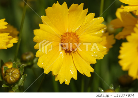 Coreopsis lanceolata flower is an annual herbaceous plant of the Asteraceae family Coreopsis lanceolata flower is an annual herbaceous plant of the Asteraceae family 118377974