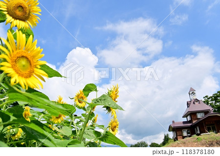 夏空をバックに咲くひまわりと名の花公園の管理棟 118378180
