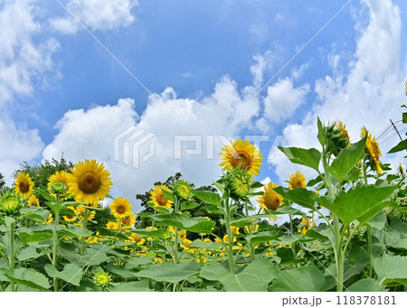 爽やかな夏の空と向日葵の花 爽やかな夏の空と向日葵の花 118378181