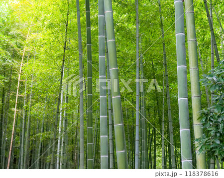 秋の孟宗竹林 秋の孟宗竹林 118378616