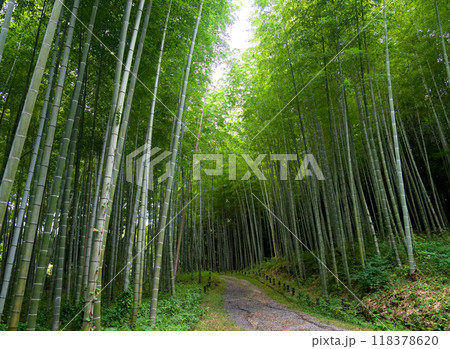 秋の孟宗竹林 118378620
