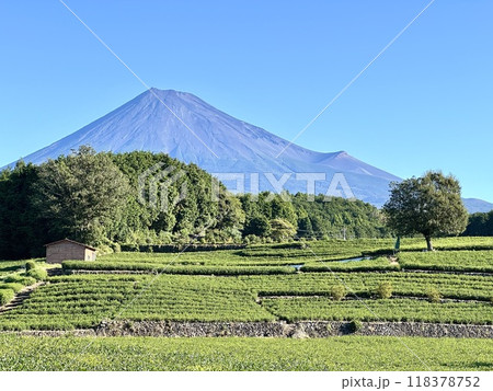 緑綺麗な茶畑と富士山 118378752
