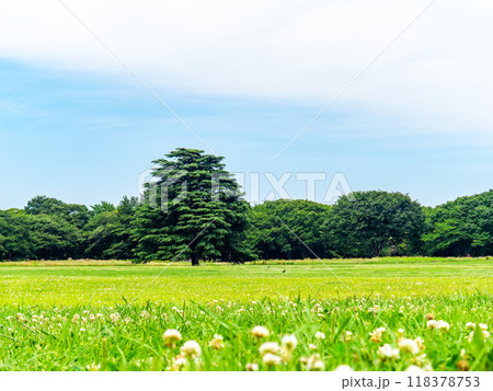 緑の芝生の広がる爽やかな公園 118378753