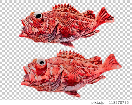 A slightly different color of the spotted snapper 118378756