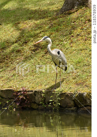 水辺に佇むアオサギ 118378939
