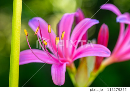 輝く曼珠沙華 輝く曼珠沙華 118379255