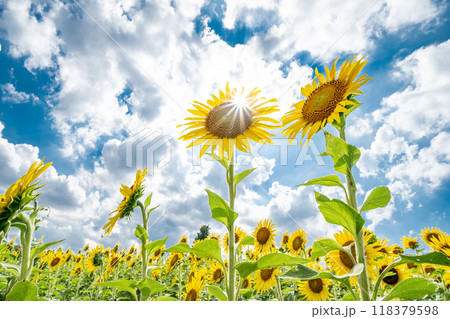 「埼玉県」夏空に映える向日葵　見沼田んぼ　さいたま市 118379598