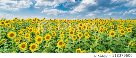「埼玉県」夏空に映える向日葵　見沼田んぼ　さいたま市 118379600