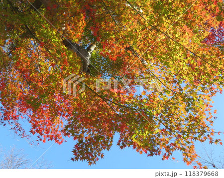 紅葉するモミジ　長府庭園 118379668