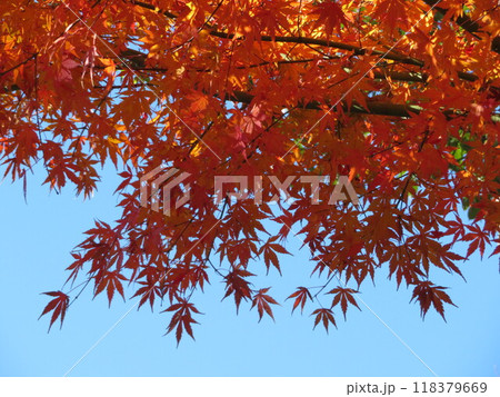 真っ赤なモミジ　長府庭園 118379669