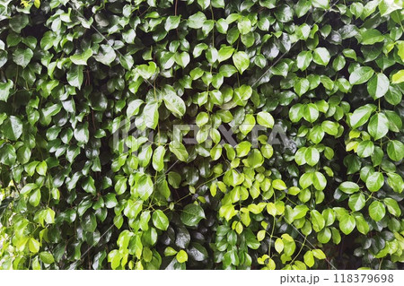 close up of tree with green leaf close up of tree with green leaf 118379698