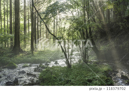 富士宮市から富士山の伏流水に差し込む光芒	 富士宮市から富士山の伏流水に差し込む光芒	 118379702