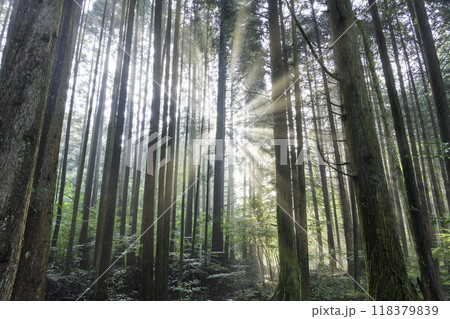 富士宮市から杉林に差し込む光芒	 118379839