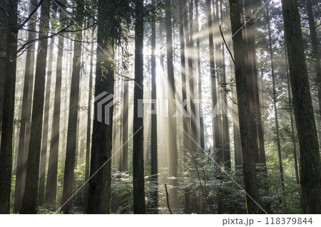 富士宮市から杉林に差し込む光芒	 118379844