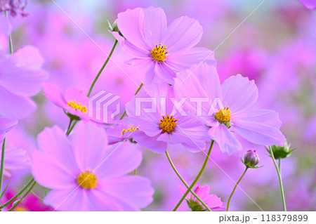 美しくてきれいな コスモスの花 美しくてきれいな コスモスの花 118379899