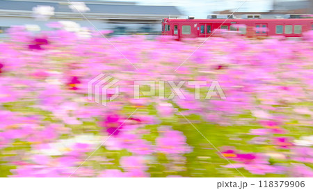 コスモスの花と快走する名鉄電車 コスモスの花と快走する名鉄電車 118379906