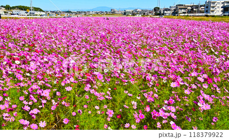 満開に咲き誇った　コスモス畑 118379922