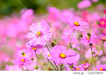 秋の花風景 癒される秋桜の花 秋の花風景 癒される秋桜の花 118379945