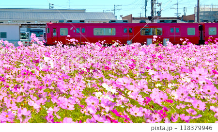 コスモスの花と赤い名鉄電車 118379946