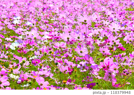 秋の花風景 癒される秋桜の花 118379948