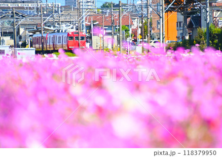 満開のコスモス畑と名鉄電車　花と鉄道 118379950