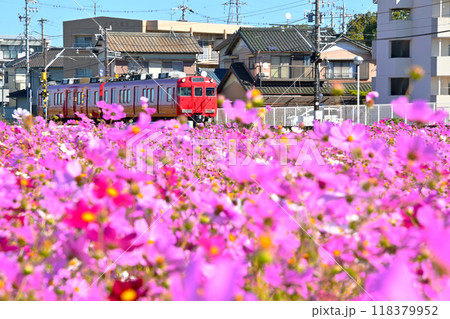 コスモスの花と赤い名鉄電車 コスモスの花と赤い名鉄電車 118379952