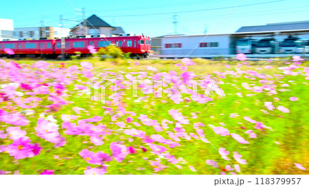 コスモスの花と快走する名鉄電車 118379957