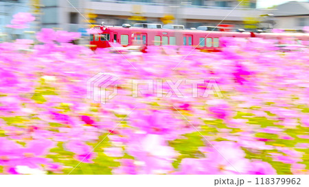 コスモスの花と快走する名鉄電車 コスモスの花と快走する名鉄電車 118379962