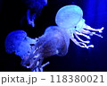 水中に漂うジェリーフィッシュ 118380021