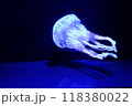 水中に漂うジェリーフィッシュと陰 118380022