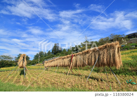 豊作の寺坂棚田の風景 収穫の秋 はさがけの稲穂 豊作の寺坂棚田の風景 収穫の秋 はさがけの稲穂 118380024