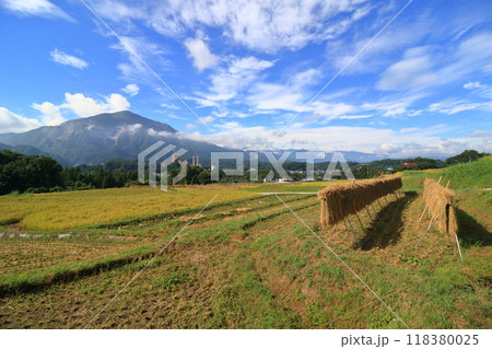 豊作の寺坂棚田の風景　収穫の秋　はさがけの稲穂 118380025