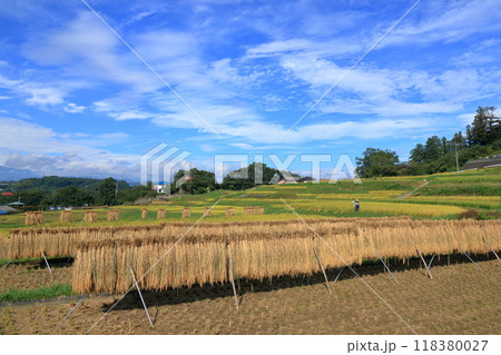 豊作の寺坂棚田の風景　収穫の秋　はさがけの稲穂 118380027