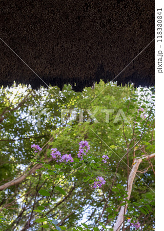 鎌倉249　杉本寺4　百日紅 118380841