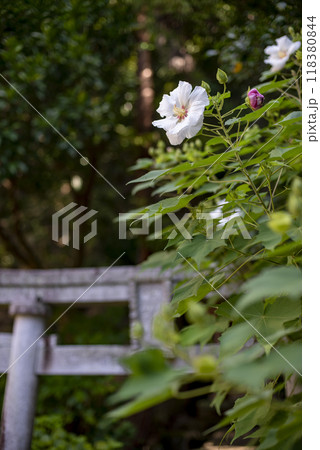 鎌倉249　杉本寺7　芙蓉 118380844