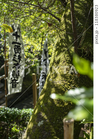 鎌倉249　杉本寺18　青葉 118380923