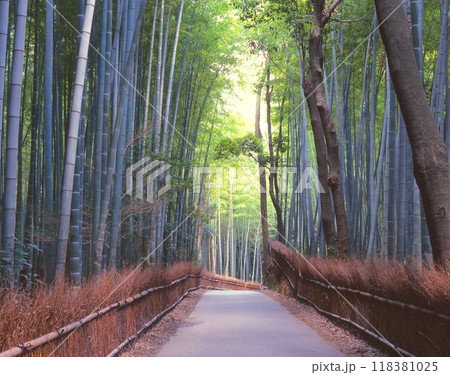 京都嵐山、「嵯峨野の竹林」の散策道 118381025