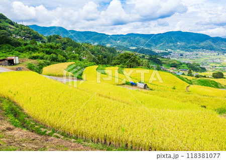 秋の信州　姨捨の棚田風景 118381077