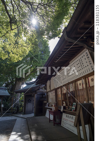鎌倉249 荏柄天神社4 木漏れ日 鎌倉249 荏柄天神社4 木漏れ日 118381155