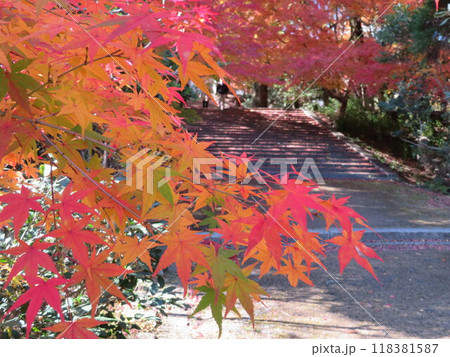 紅葉と階段 功山寺 紅葉と階段 功山寺 118381587