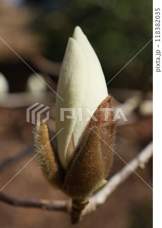 ハクモクレン 大きい蕾 白い花 クローズアップ ハクモクレン 大きい蕾 白い花 クローズアップ 118382035