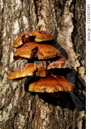 Forest mushrooms growing on a birch tree. Autumn time, harvesting wild crops 118382343