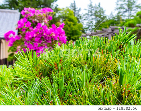 丹精込めた松の盆栽のクローズアップ 118382356