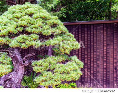 和風の板塀に映える松の盆栽 118382542