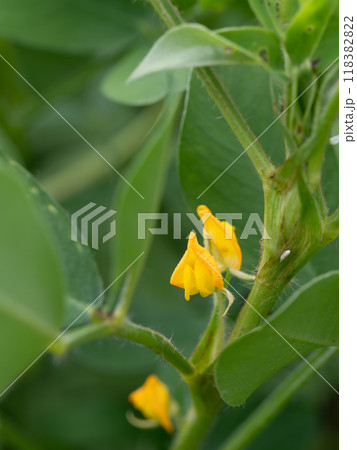 黄色のナンキンマメの花が夏の菜園に咲く 118382822