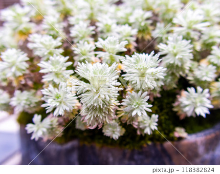 こんもり茂ったマンネングサ 118382824