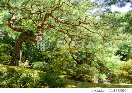 枝ぶりが美しい松の古木　旧秋田藩主佐竹氏別邸　如斯亭　秋田市 118383004